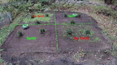 Garden showing areas with no weeds where the robot operates, and with weeds where the robot is not present.