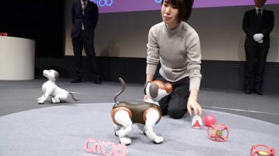 Aibo "choco" special edition.