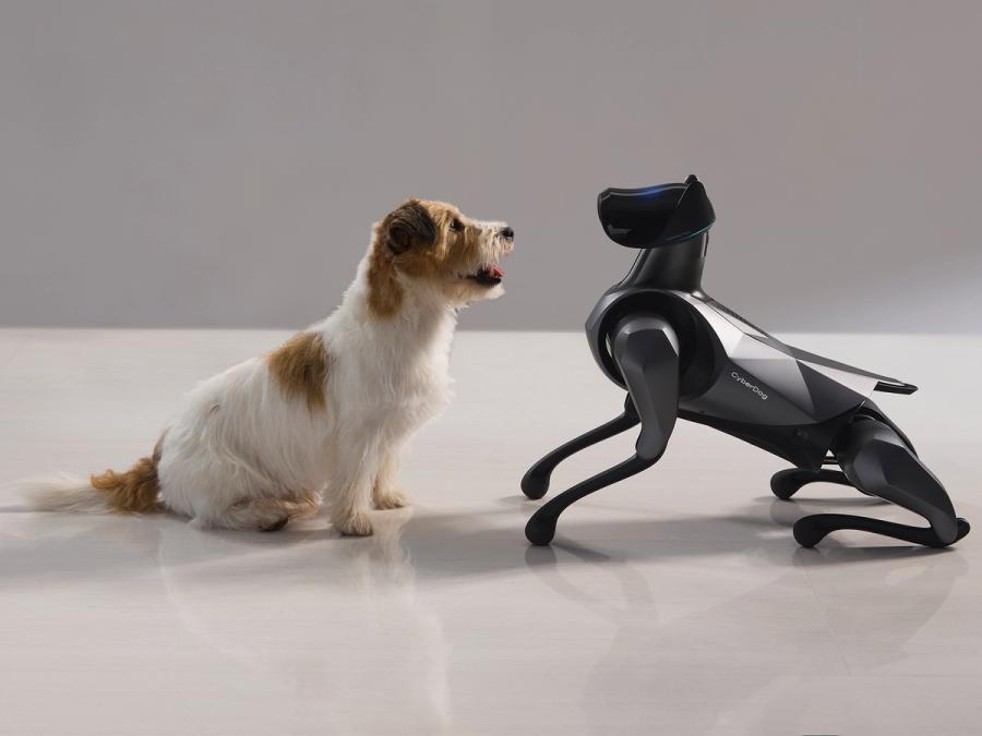 A brown and white dog and a robotic CyberDog 2 look at each other.