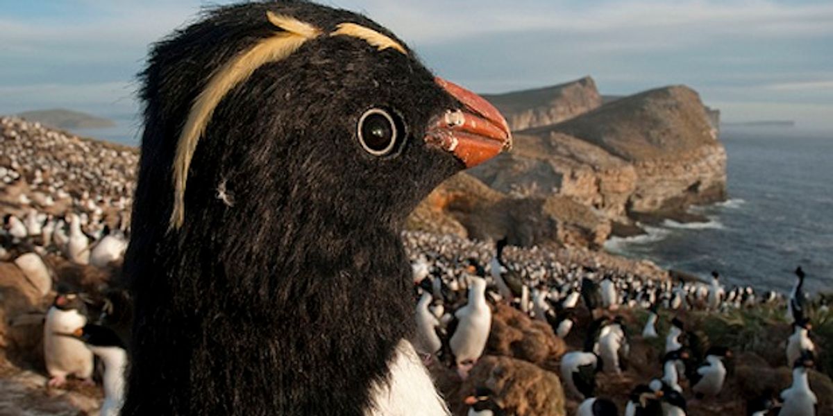 Robot Penguins Spy on Real Penguins